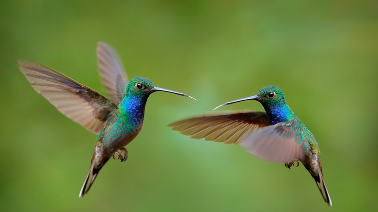 hummingbirds