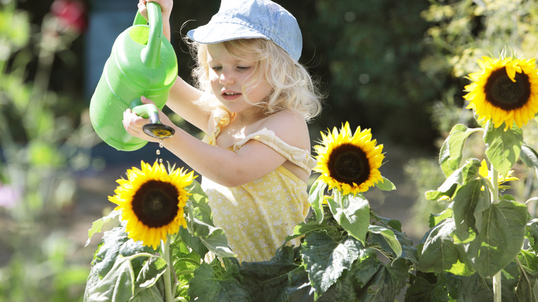 A child watering sunflowers with a green watering can