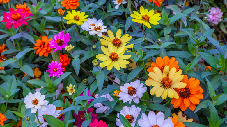 Multi colored coreopsis flowers