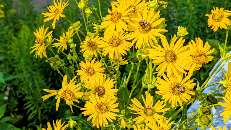 Bright yellow false sunflowers