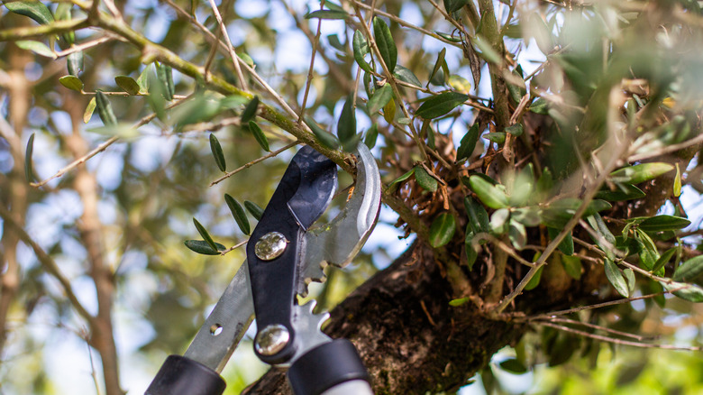 pruning tree banches