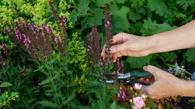 pruning flowers in garden