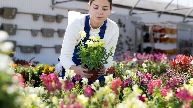 An employee in a garden center greenhouse handling potted snapdragons