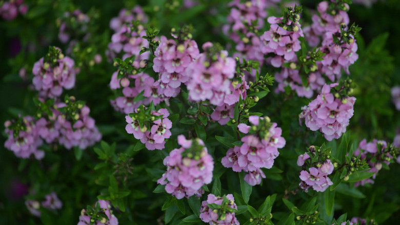 Light purple and yellow Angelonia angustifolia close up, focusing on several stalks full of flowers