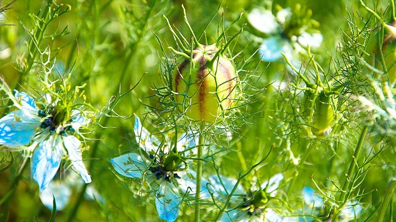 Nigella flowers with balloon-like seed heads