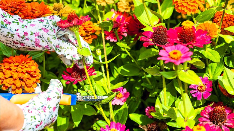 Person uses pruning shears to cut a flower from a garden