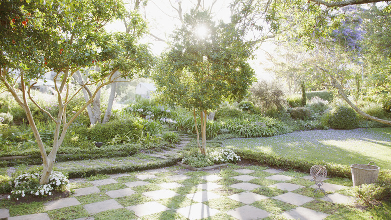 Sun shining through garden tree