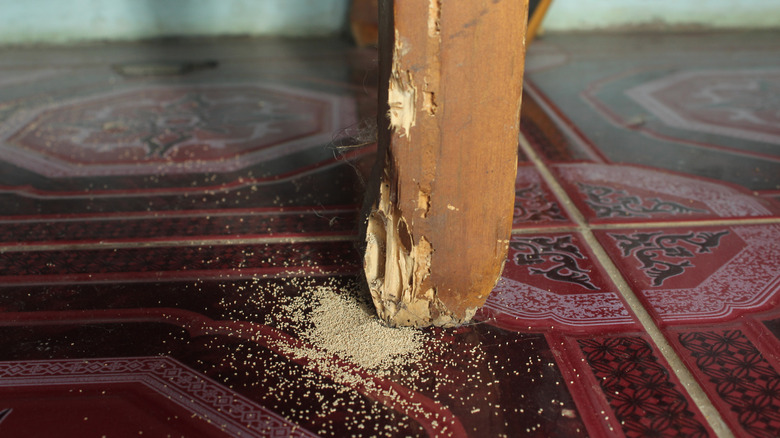 Termite damage on a furniture leg