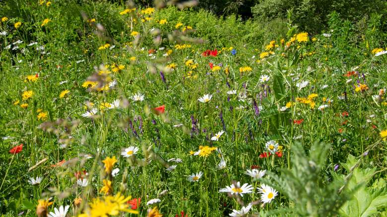 garden full of flowers