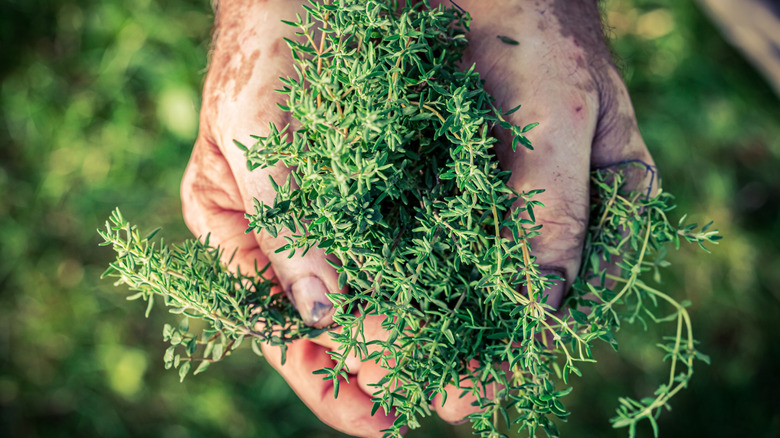 Gardener's hands holding a freshly picked bundle of thyme