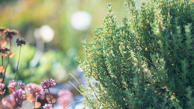 A bushy thyme plant in a sunny garden