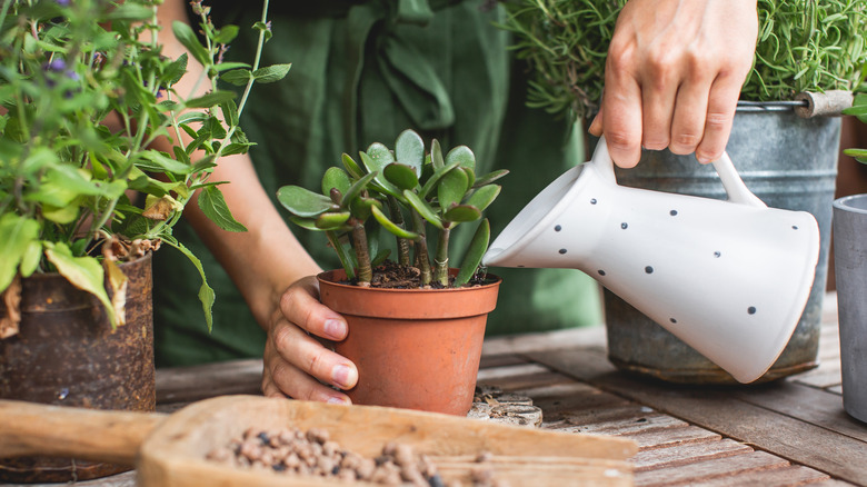 Watering jade plant