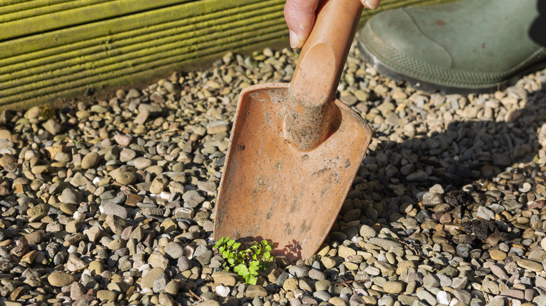 Person using hand spade to remove a weed from gravel