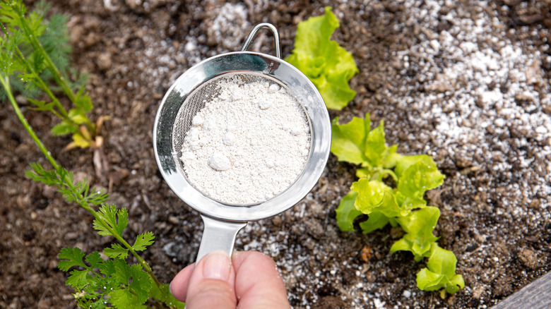 hand sifting diatomaceous earth on a vegetable garden