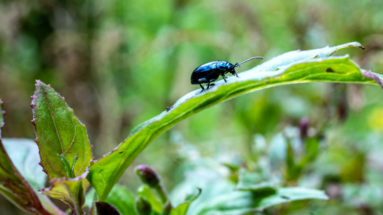 Flea beetle crawling on a plant leaf