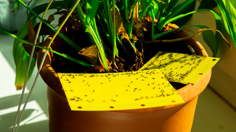 houseplant with full gnat traps