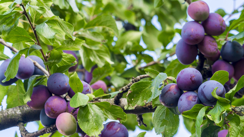 Plums growing on fruit tree