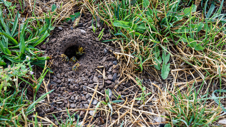 Underground wasp nest