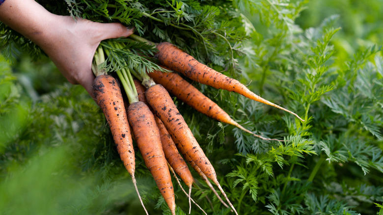Hand holding a harvest of carrots.