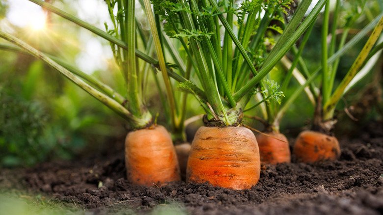 Carrot shoulders sticking out of the ground
