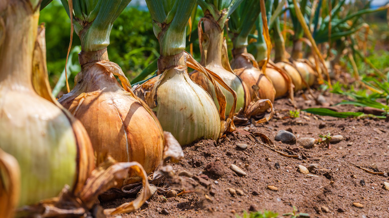 onions growing on field