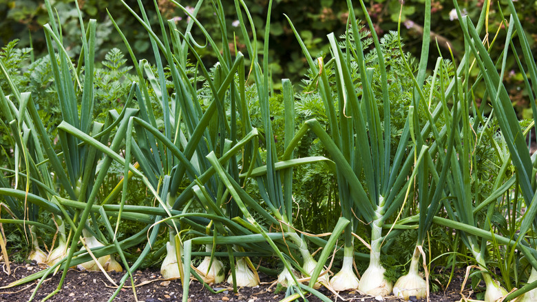onion garden