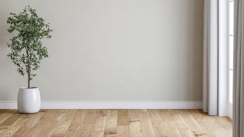 Minimalist trim in a modern home with wood floors and a tree in a pot