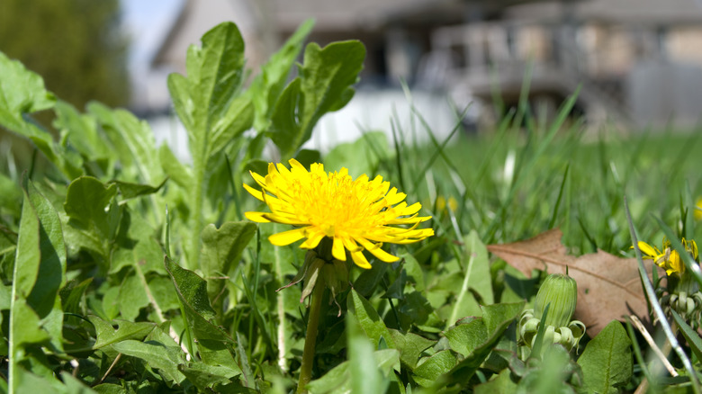 Dandelion spreading seeds