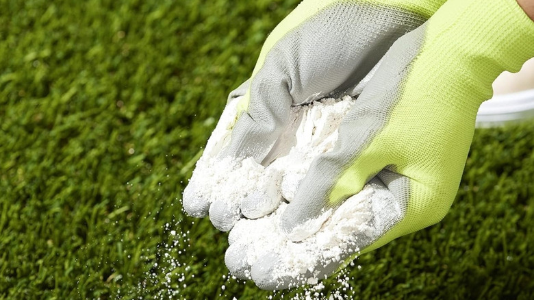 A home gardener wearing gloves sprinkles milk spore powder on their lawn.