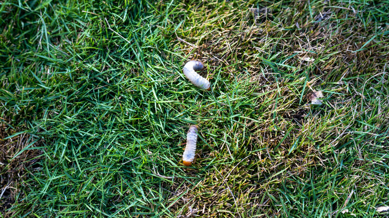 Two white beetle grubs lying on top of a grass lawn with brown patches.
