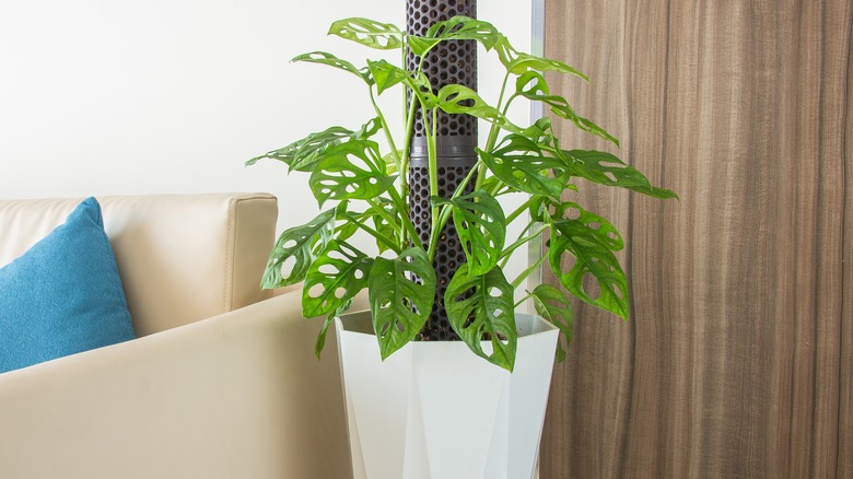 Monstera adansonii in white pot