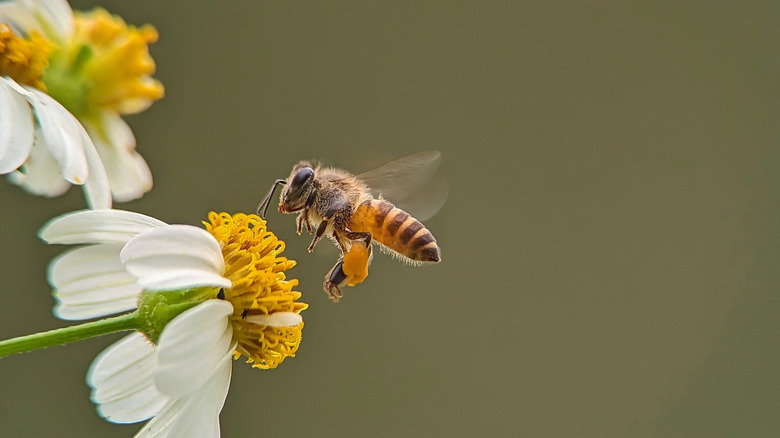 A bee in the spring months collecting pollen