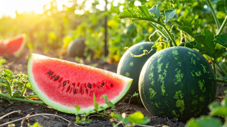 watermelon in a garden