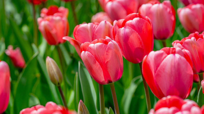 Vibrant red tulips bloom in spring sunlight, their petals glowing against lush green leaves in this stock photo showing a vivid garden close-up.
