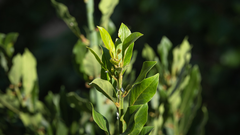 Single bay tree shoot at center with out of focus shoots in the background