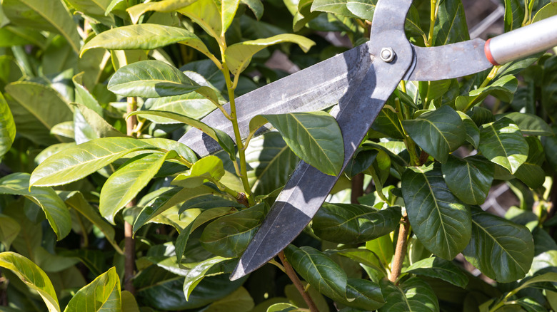 Large pruning shears clipping a bay tree shoot