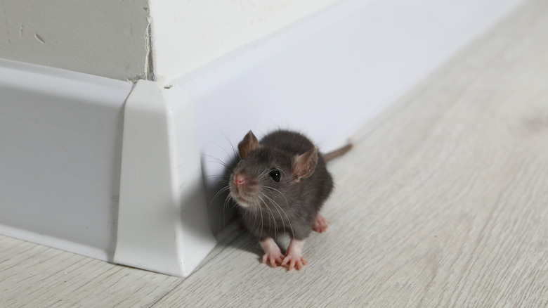 A tiny mouse standing next to a plain white wall