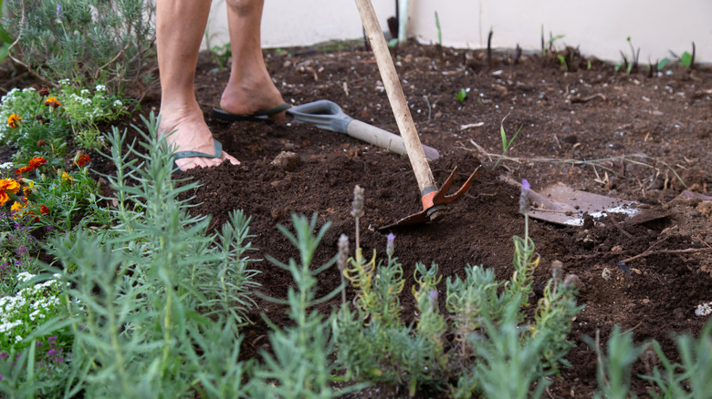 A gardener working on improving the soil ready for planting