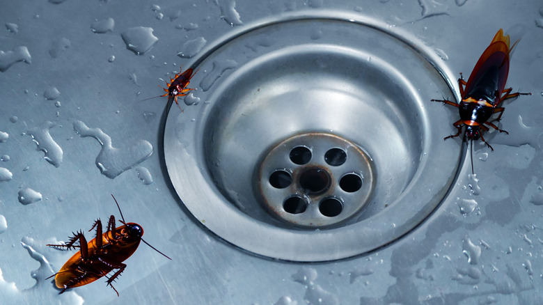 Three of the type of cockroaches called 'water bugs' in various sizes crawl around a drain