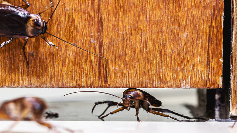 A cockroach crawls under a door while another is seen on the wooden door itself