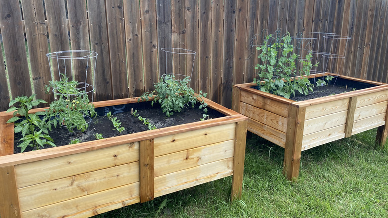 Untreated cedar wood raised garden planters house small veggie plants in a back yard.