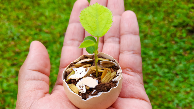 A hand holding a tiny seedling in an eggshell