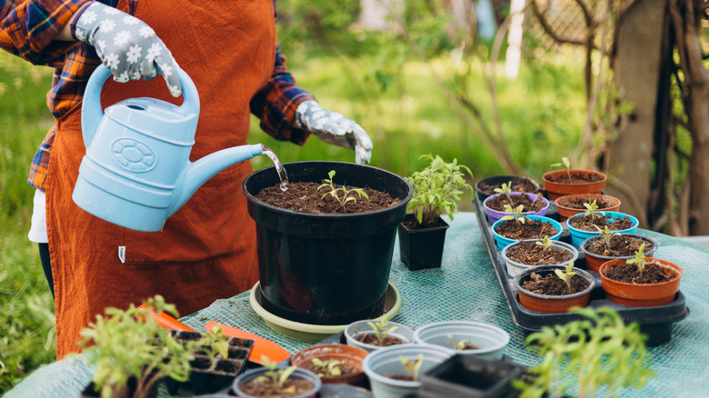 Person watering their container garden