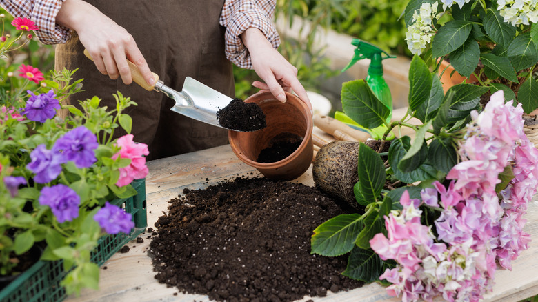 Person filling clay pot with soil