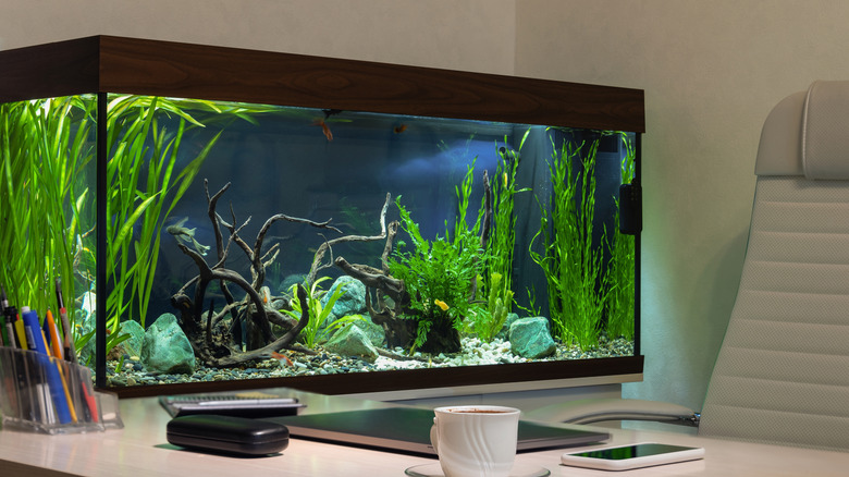 An aquarium in an office