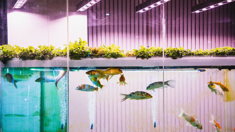 Leafy plants growing out of aquarium with fish