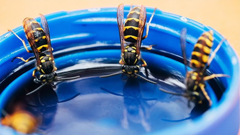 A group of wasps drinking out of a lid with water