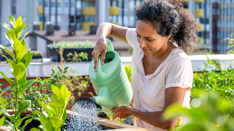 Woman watering plants on a rooftop garden