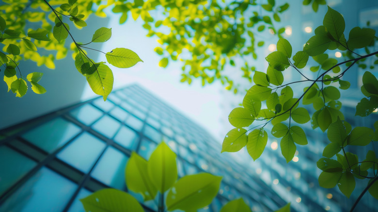 Ground-up view of leaves on a tree with a skyscraper in the background