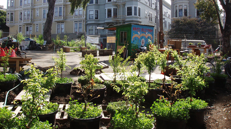 Urban food forest in pots on city street